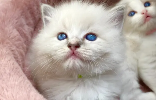Śliczne kocięta Ragdoll kocurek i kotka 1
