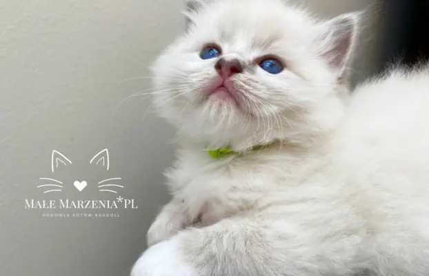Śliczne kocięta Ragdoll kocurek i kotka 2
