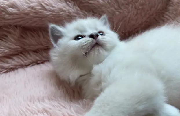 Śliczne kocięta Ragdoll kocurek i kotka 3