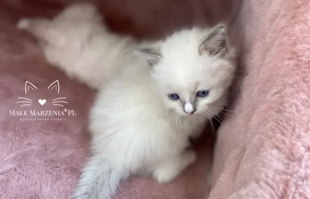 Śliczne kocięta Ragdoll kocurek i kotka 4