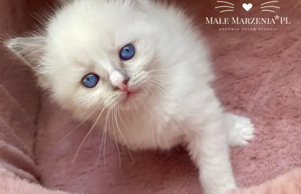 Śliczne kocięta Ragdoll kocurek i kotka 5