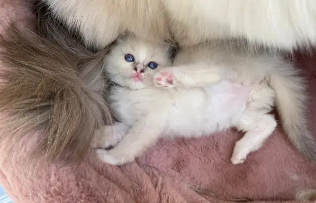 Śliczne kocięta Ragdoll kocurek i kotka 6