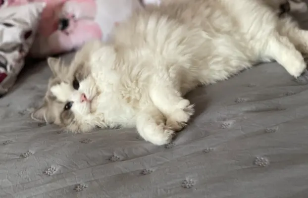 Śliczne kocięta Ragdoll kocurek i kotka 7