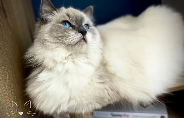 Śliczne kocięta Ragdoll kocurek i kotka 8