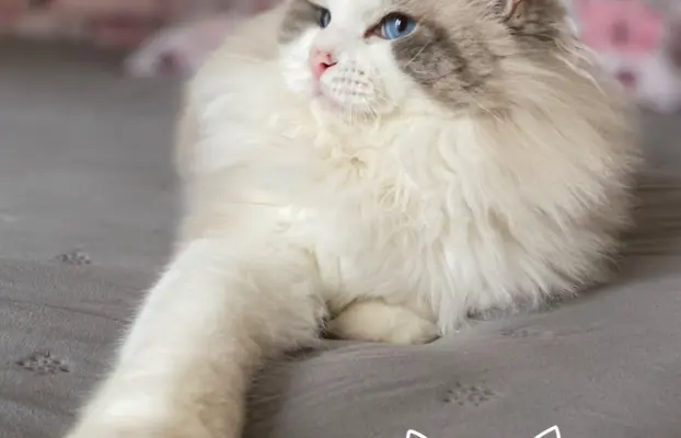 Śliczne kocięta Ragdoll kocurek i kotka 9