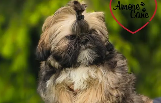 PRZEPIĘKNA SUNIA SHIH-TZU-FANCY 2