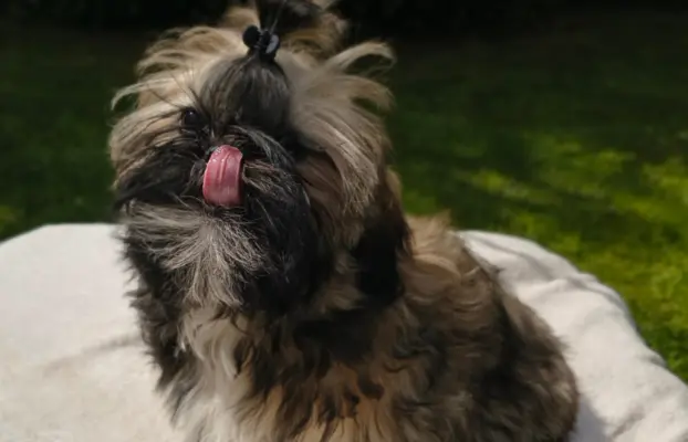 PRZEPIĘKNA SUNIA SHIH-TZU-FANCY 3