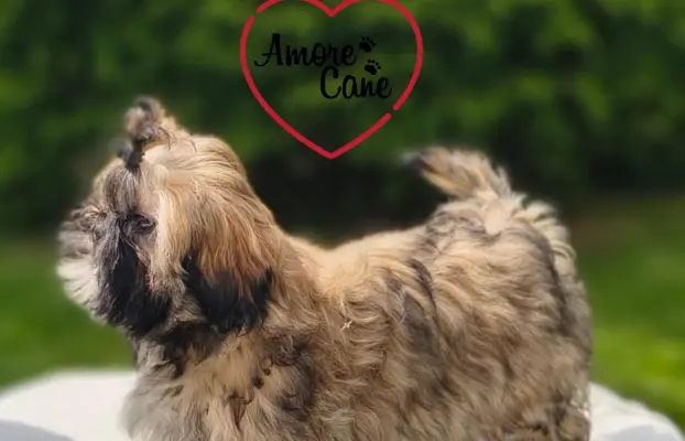 PRZEPIĘKNA SUNIA SHIH-TZU-FANCY 1