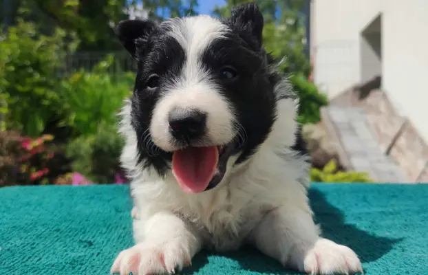 Suczka Border Collie - Rasowy szczeniak z Hodowli, pełna dok 1