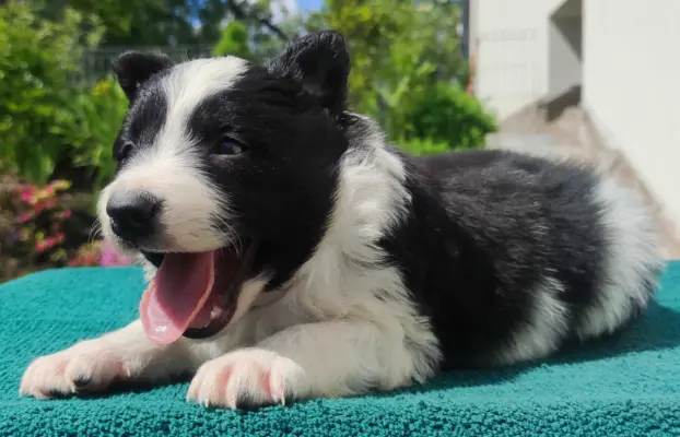 Suczka Border Collie - Rasowy szczeniak z Hodowli, pełna dok 2