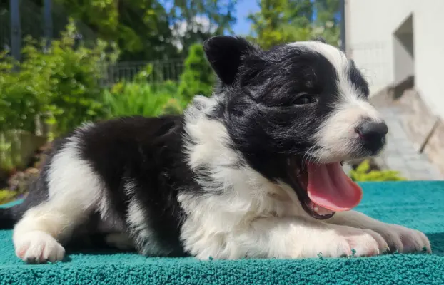 Suczka Border Collie - Rasowy szczeniak z Hodowli, pełna dok 3