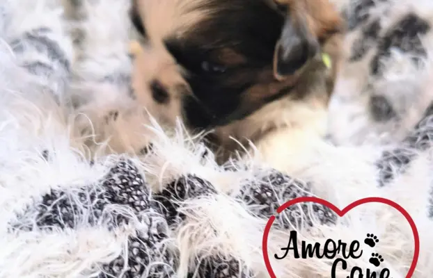 ŚLICZNE DZIEWCZYNY SHIH-TZU, 1