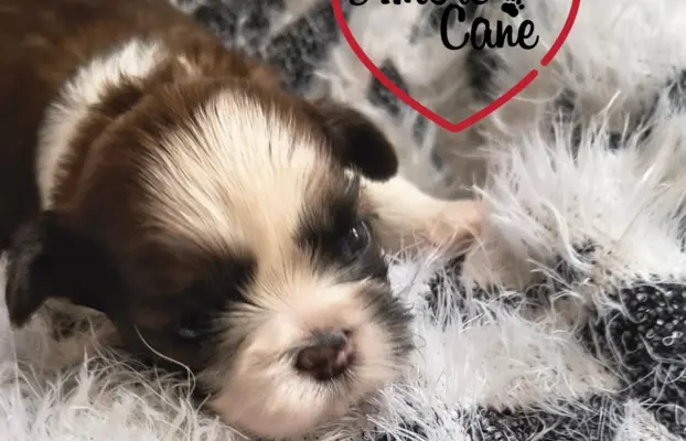ŚLICZNE DZIEWCZYNY SHIH-TZU, 2