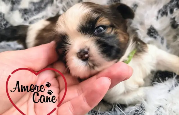 ŚLICZNE DZIEWCZYNY SHIH-TZU, 3