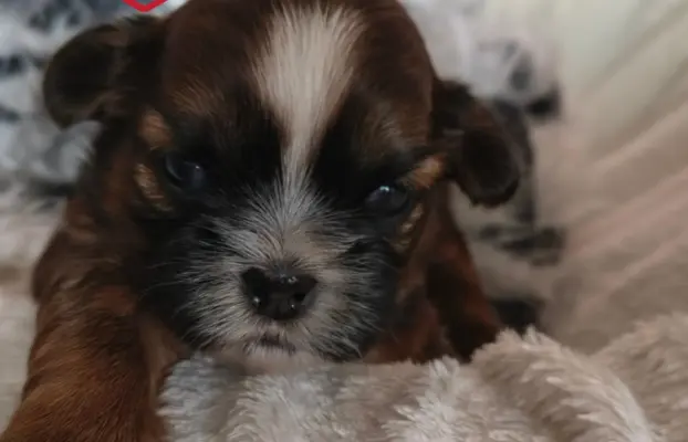 ŚLICZNE DZIEWCZYNY SHIH-TZU, 4