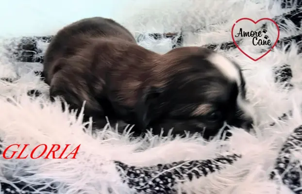 ŚLICZNE DZIEWCZYNY SHIH-TZU, 5