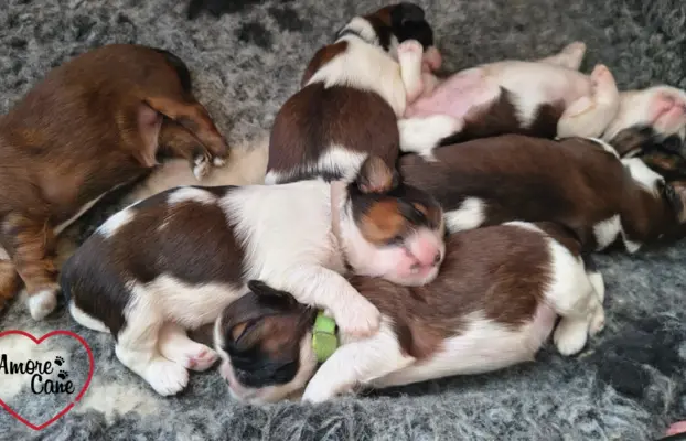 ŚLICZNE DZIEWCZYNY SHIH-TZU, 6