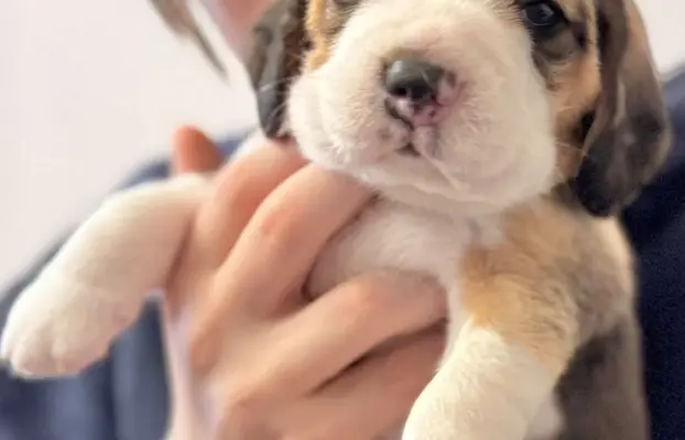 FLASH Piesek Beagle,po grand championach, ZkwP FCI. 1