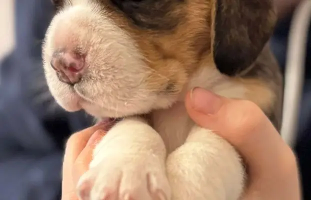 FREYA Suczka Beagle, po grand championach, ZkwP FCI, 5