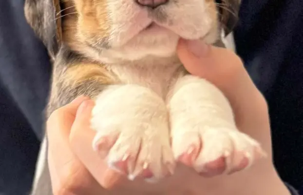 FREYA Suczka Beagle, po grand championach, ZkwP FCI, 6