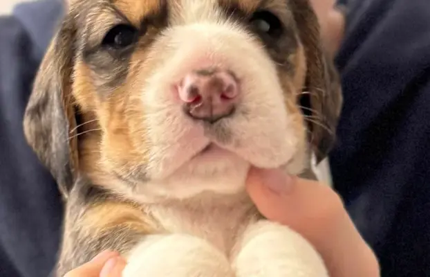 FREYA Suczka Beagle, po grand championach, ZkwP FCI, 7
