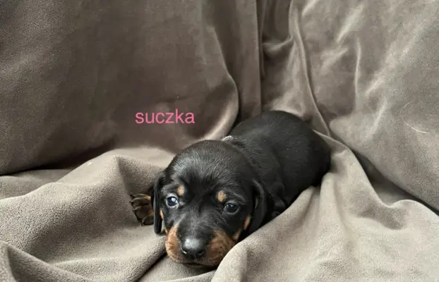 piękne pieski i suczki jamniki miniaturowe 3