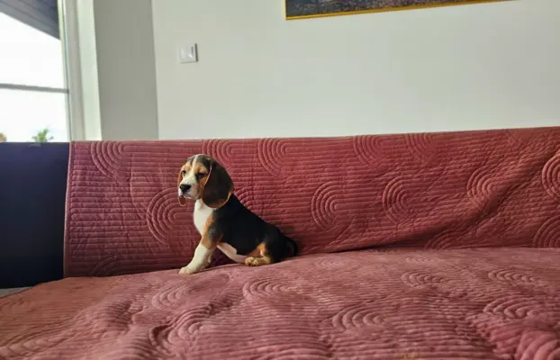BEAGLE-szczeniaki z rodowodem ,mniejsze w typie 1
