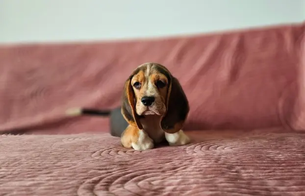 BEAGLE-szczeniaki z rodowodem ,mniejsze w typie 2