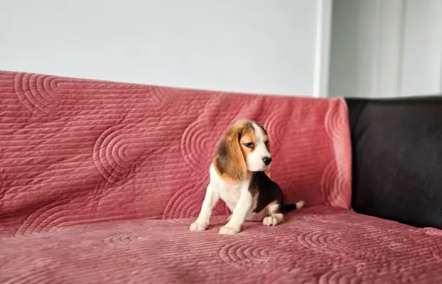 BEAGLE-szczeniaki z rodowodem ,mniejsze w typie 3