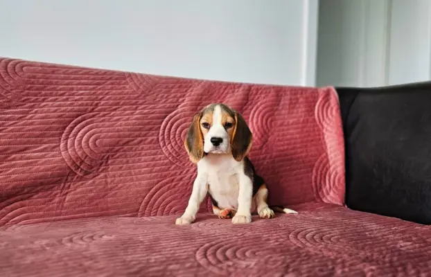 BEAGLE-szczeniaki z rodowodem ,mniejsze w typie 4