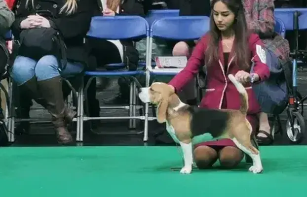 BEAGLE-szczeniaki z rodowodem ,mniejsze w typie 6