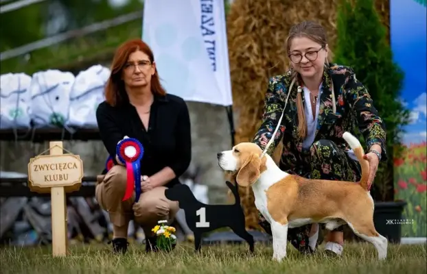 BEAGLE-szczeniaki z rodowodem ,mniejsze w typie 7