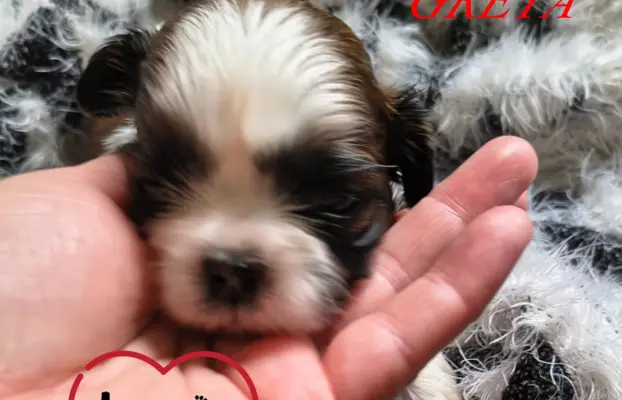 ŚLICZNE DZIEWCZYNY SHIH-TZU, 7