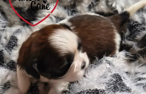 ŚLICZNE DZIEWCZYNY SHIH-TZU, 8