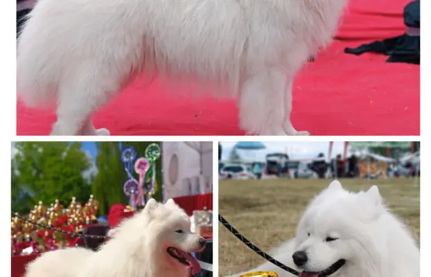 Szczeniaki Samoyed odbiór kwiecień 10
