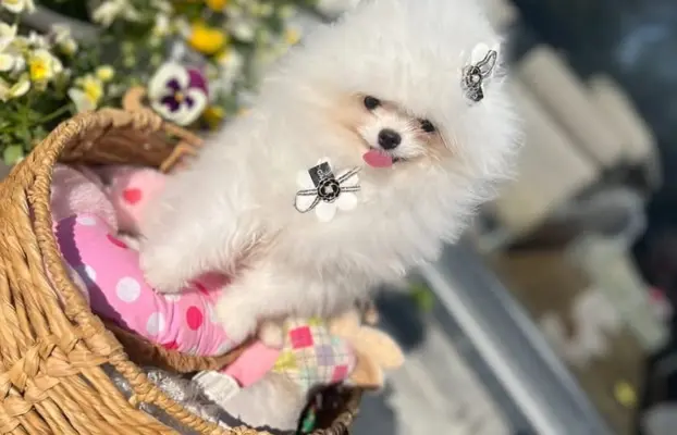 Cudowny Pomeranian szpic mini Herkules boy 1