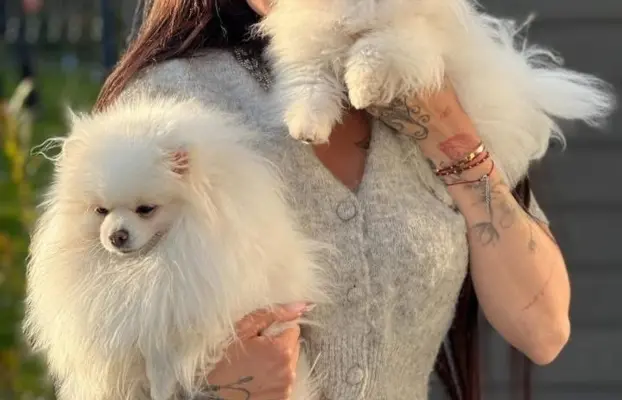 Cudowny Pomeranian szpic mini Herkules boy 2