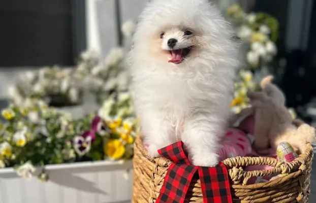 Cudowny Pomeranian szpic mini Herkules boy 3