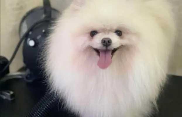 Cudowny Pomeranian szpic mini Herkules boy 5