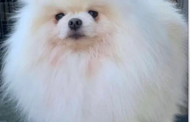 Cudowny Pomeranian szpic mini Herkules boy 6