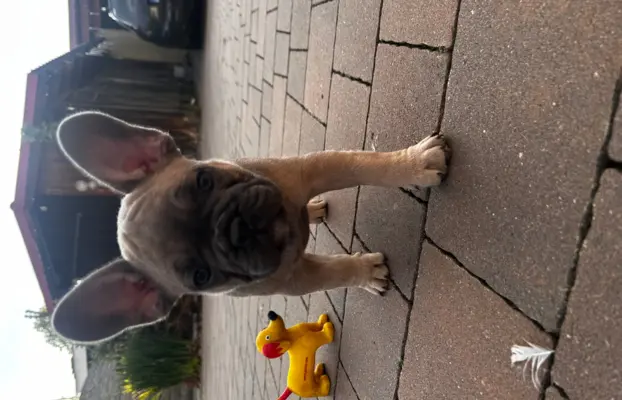 Buldog francuski – maluchy gotowe do odbioru 1