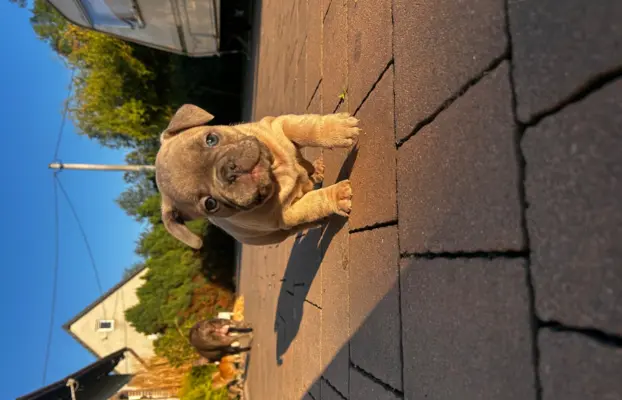 Buldog francuski – maluchy gotowe do odbioru 2