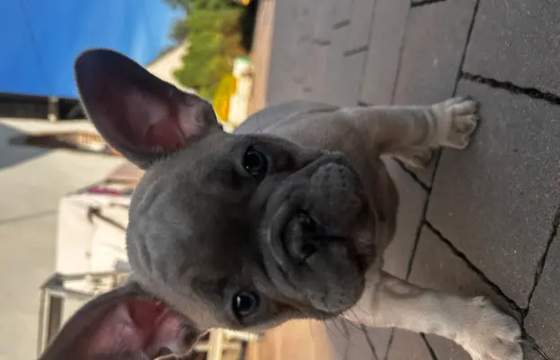 Buldog francuski – maluchy gotowe do odbioru 3