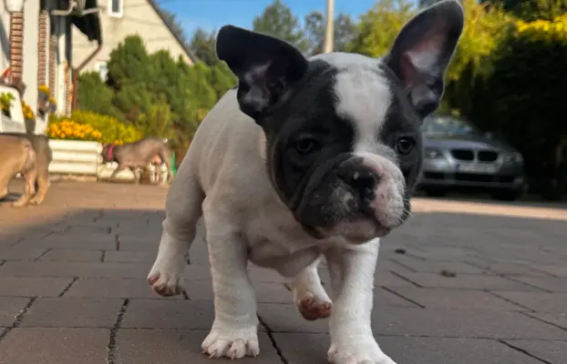 Buldog francuski – maluchy gotowe do odbioru 4