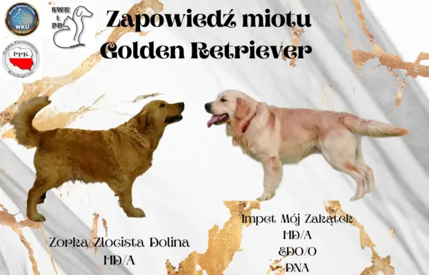 Golden Retriever szczenięta gotowe do odbioru 6