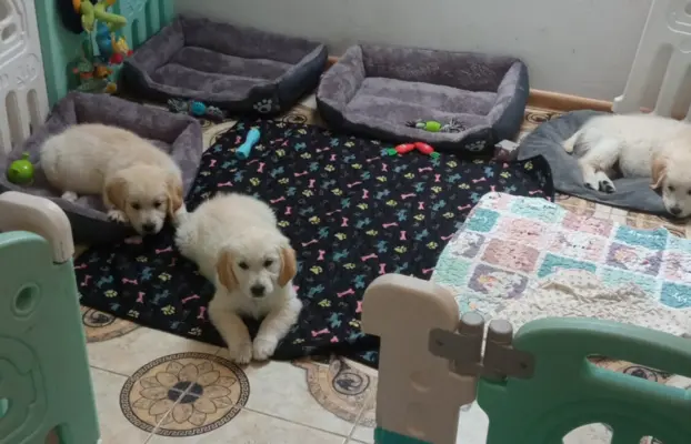Golden Retriever szczenięta gotowe do odbioru 7