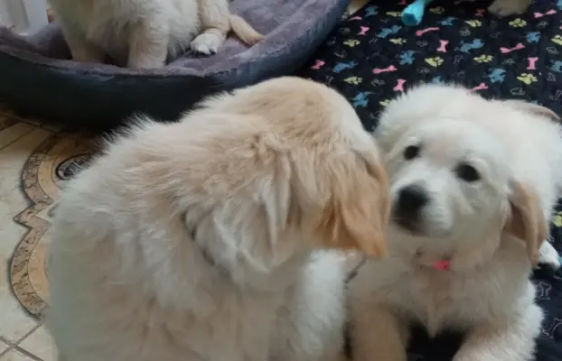Golden Retriever szczenięta gotowe do odbioru 8