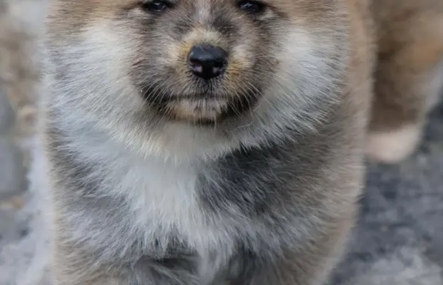 Akita Inu akita japońska szczenięta zkwp 4