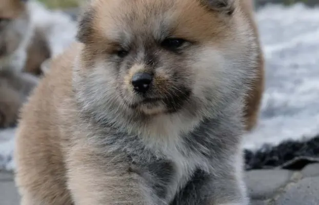 Akita Inu akita japońska szczenięta zkwp 5