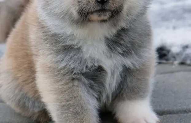 Akita Inu akita japońska szczenięta zkwp 2